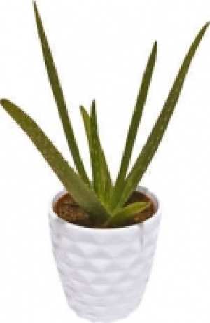 Zimmerpflanzen 4.99 €
