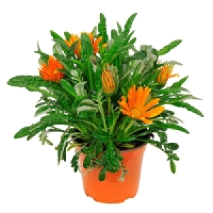 GARDENLINE® Italienischer Blühmix 2.99 €