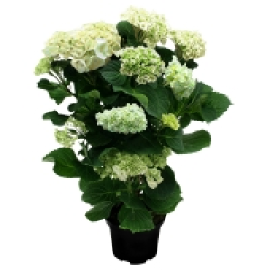 Aldi Süd  GARDENLINE® Hortensien-Pyramide