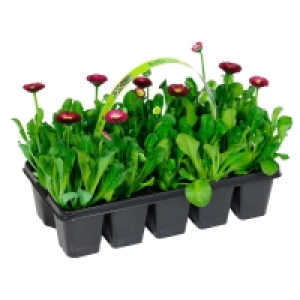 Aldi Süd  GARDENLINE® Beetpflanzen, 10er-Tray