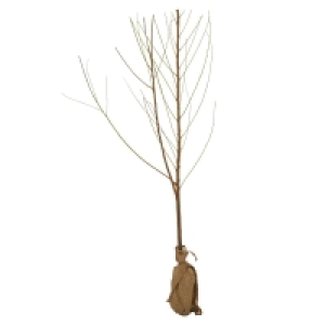 GARDENLINE® Obstbaum