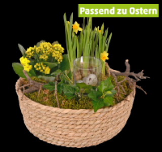 Penny  Großer bepflanzter Korb
