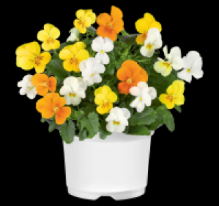 Hornveilchen Trio 1.29 €