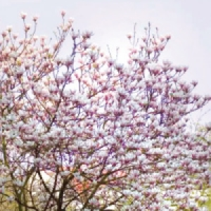 Magnolie 8.99 €