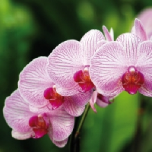 Orchideen-Phalaenopsis 5.99 €