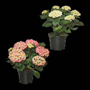 GARDENLINE Hortensien-Busch 5.99 €