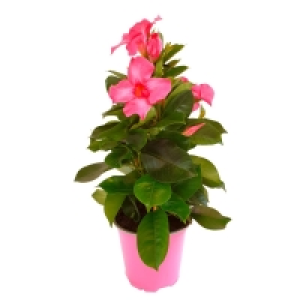 Aldi Süd  GARDENLINE® Dipladenia Mix