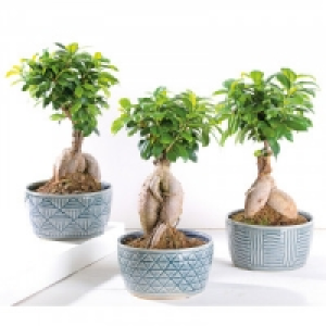 Bonsai Ficus Ginseng 10.99 €