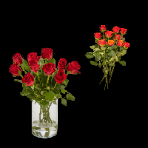 GARDENLINE Fairtrade-Rosen 2.99 €