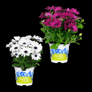 GARDENLINE Kapmargerite 1.29 €