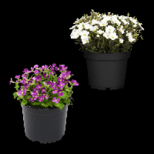GARDENLINE Polsterstaude 1.19 €