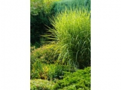 Staude Gestreiftes Chinaschilf, 4 Pflanzen