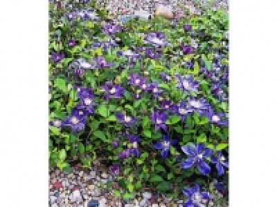 Bodendecker-Clematis Arabella, 2 Pflanzen Teppich-Waldrebe
