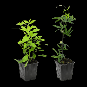GARDENLINE Rankpflanze 1.69 €