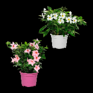 GARDENLINE Dipladenia 3.99 €