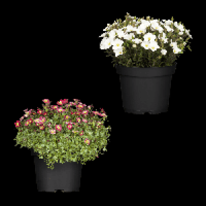 GARDENLINE Polsterstaude 1.69 €
