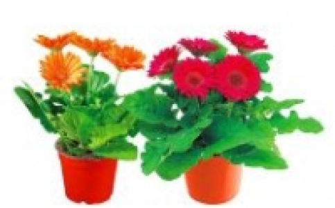 Gerbera 1.99&nbsp;&euro;