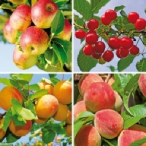 Zwergobstbaum 9.99 €