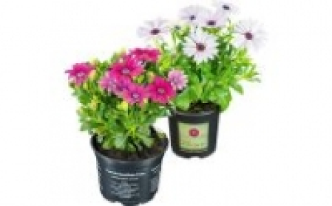 Margeriten 1.49&nbsp;&euro;