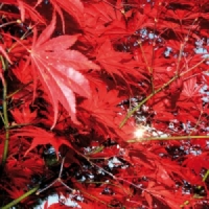 Japanischer Ahorn 7.99 €