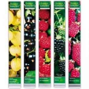 Beerensträucher 2.99 €