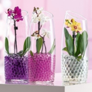 Mini-Phalaenopsis 6.99 €