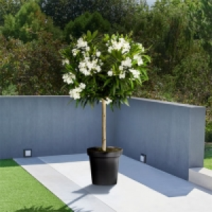 Aldi Süd  Oleander-Stamm XL Weiß