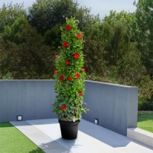 Dipladenia-Pyramide XL Rot