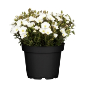 GARDENLINE® Polsterstaude 1.69 €