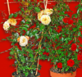 Kletterrosen 7.99 €
