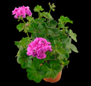 Geranie 1.29 €