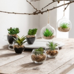 Deko-Sukkulenten 2.49 €