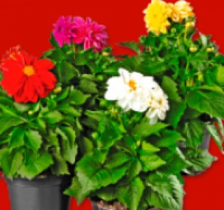 Dahlien 3.99 €