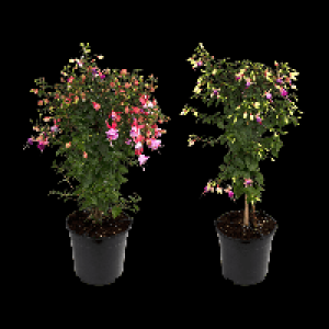 GARDENLINE Fuchsienstamm 5.99 €