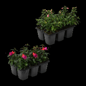 GARDENLINE Geranien / Fuchsien 2.99 €