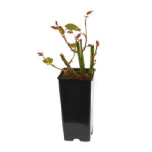 GARDENLINE® Gartenrose
