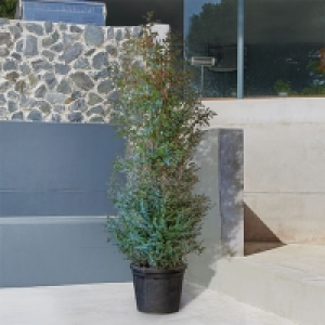 Eukalyptus-Busch