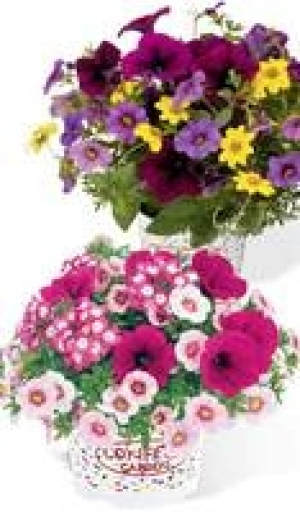 Sommerblume Trio Confetti