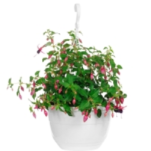 GARDENLINE® Ampelpflanzen
