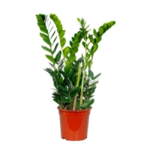 GARDENLINE® Glücksfeder