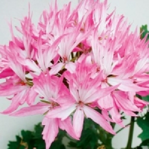Geranie 1.79 €
