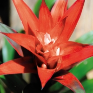 Norma  Bromelien-Besonderheit