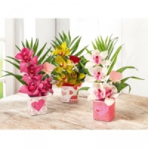 Orchideengesteck 4.99 €