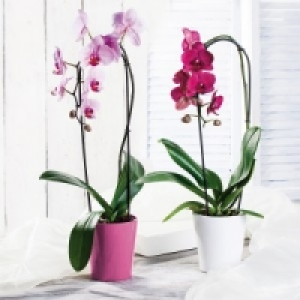 Phalaenopsis Cascade 9.99 €