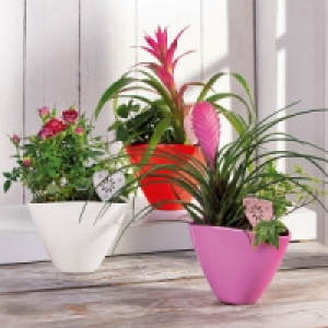 Bepflanzte Keramikschale 6.99 €