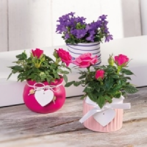 Mini-Campanula oder Mini-Rosen 2.99 €