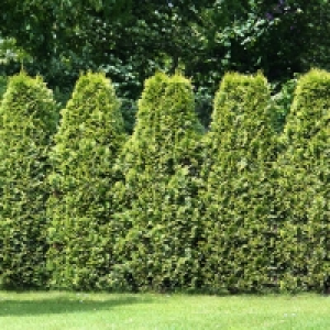 Lebensbaum-Hecke Easy Care 10