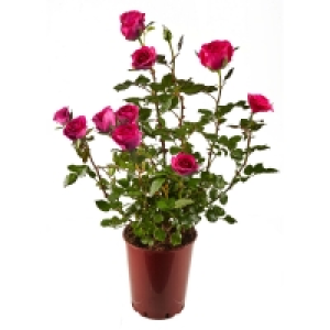 Premiumrosen