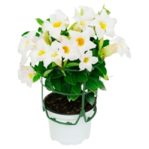 GARDENLINE® Dipladenia im Korb