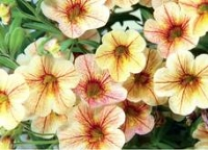 Minipetunie Celebration